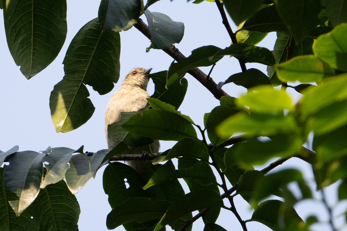 Slender-billed Greenbul - ML641832000