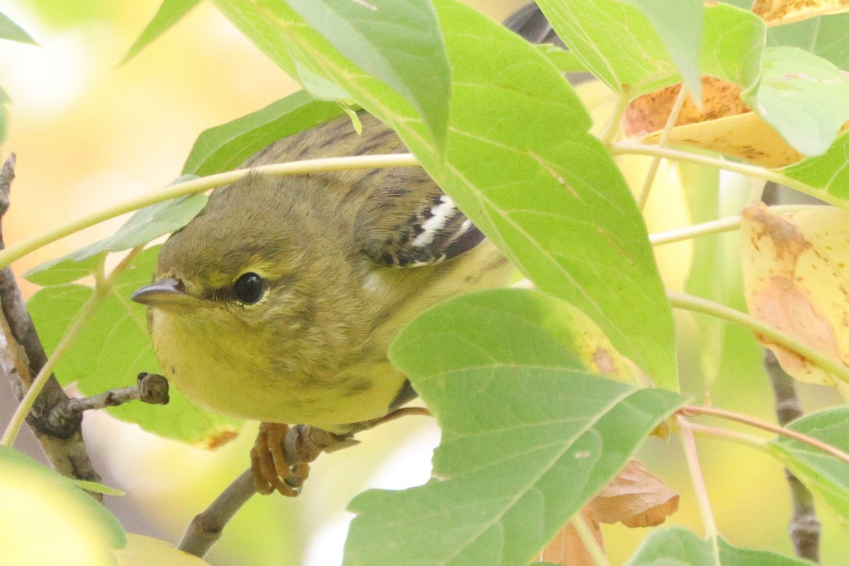 Blackpoll Warbler - ML641832001