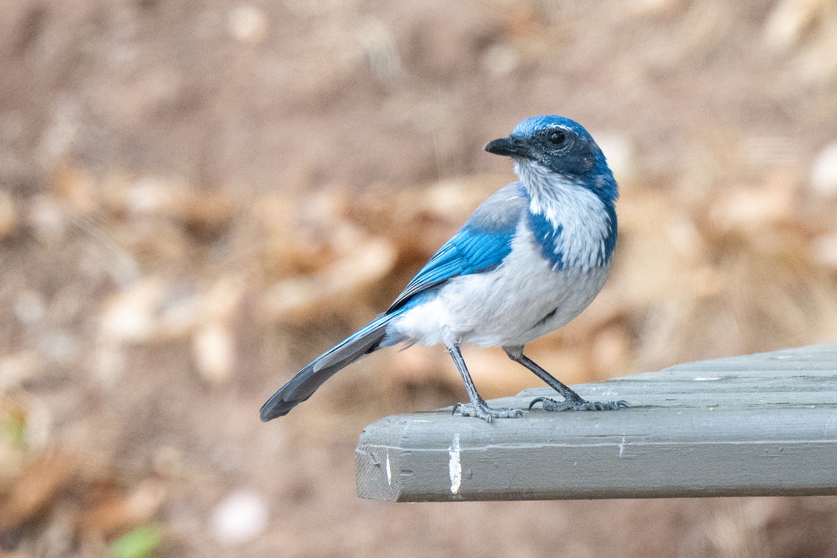 California Scrub-Jay - ML641832006