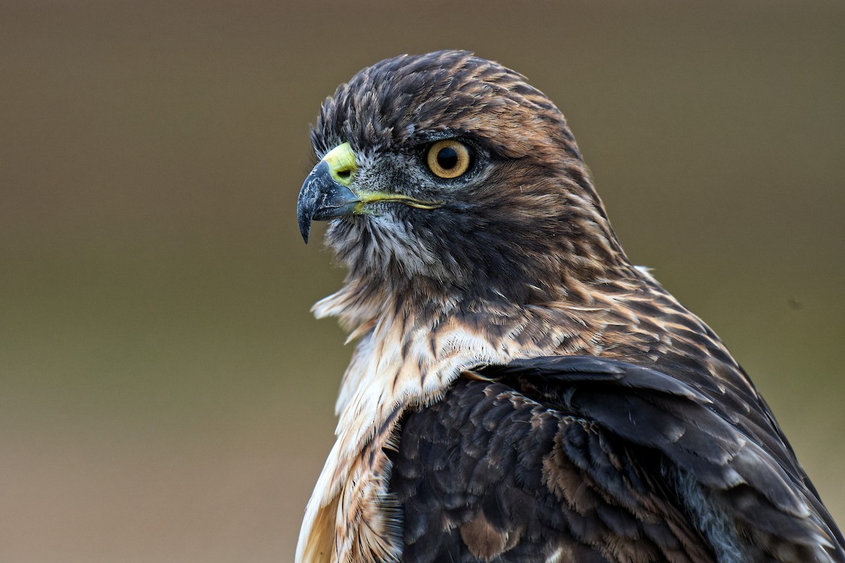 Red-tailed Hawk - ML641832007