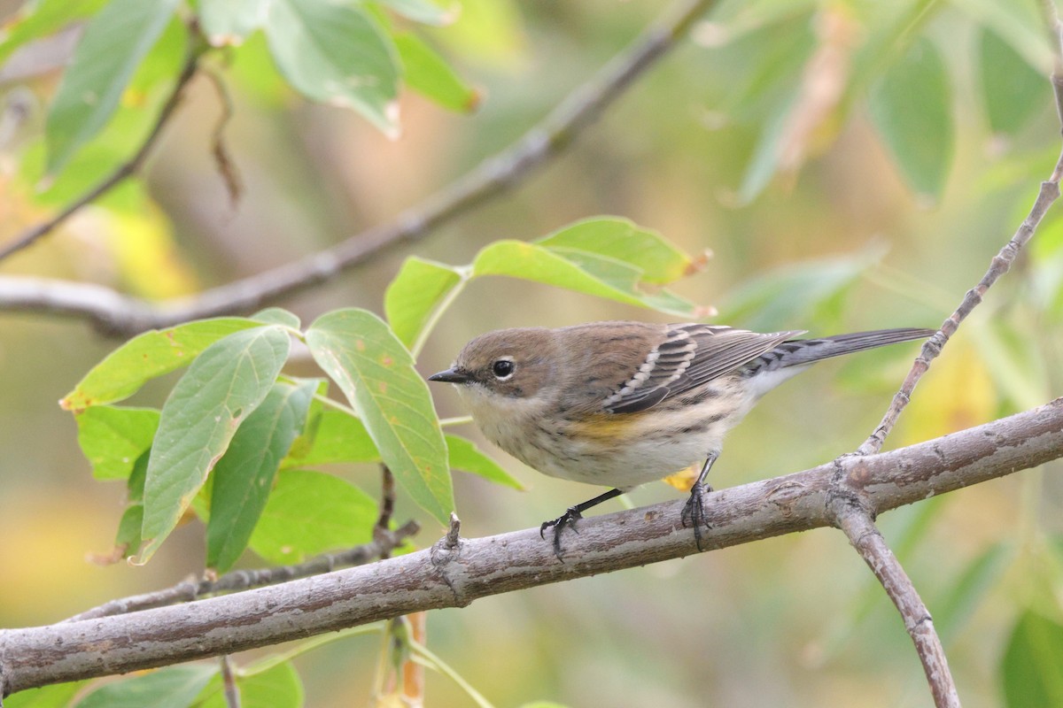 Yellow-rumped Warbler (Myrtle) - ML641832013