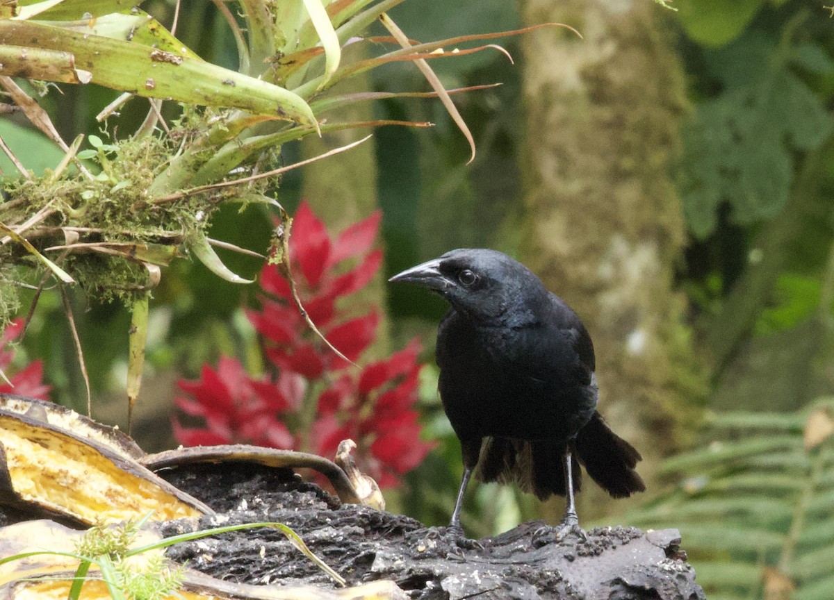 Scrub Blackbird - ML641832029