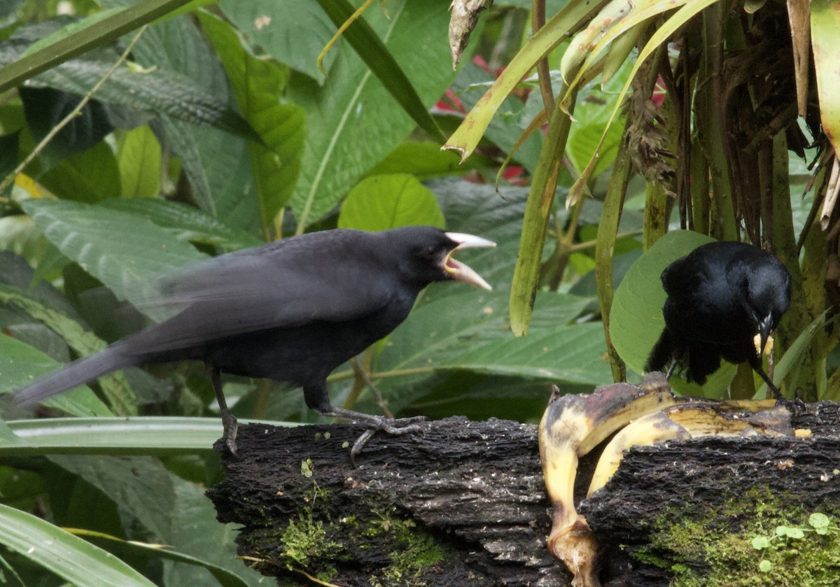Scrub Blackbird - ML641832030