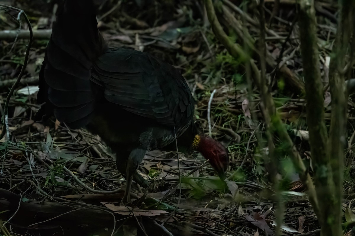 Australian Brushturkey - ML641832036