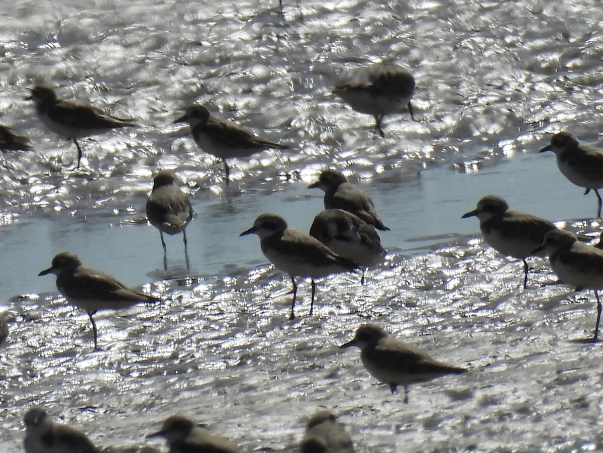 Greater Sand-Plover - ML641832039