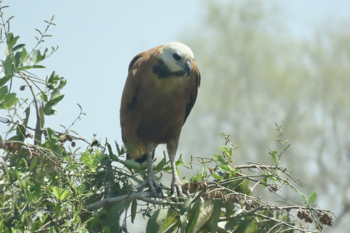 Black-collared Hawk - ML641832059