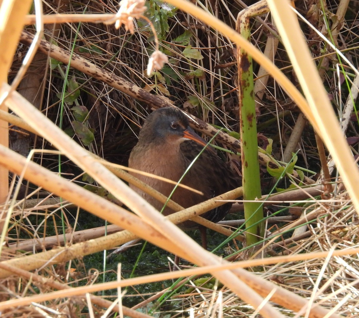 Virginia Rail - ML641832064