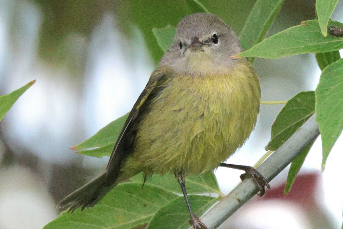 Orange-crowned Warbler - ML641832066