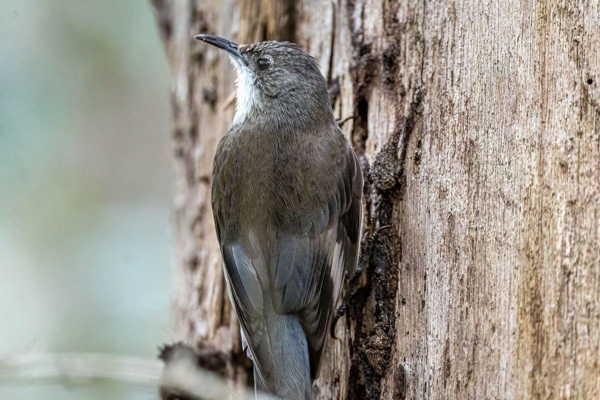 White-throated Treecreeper - ML641832071