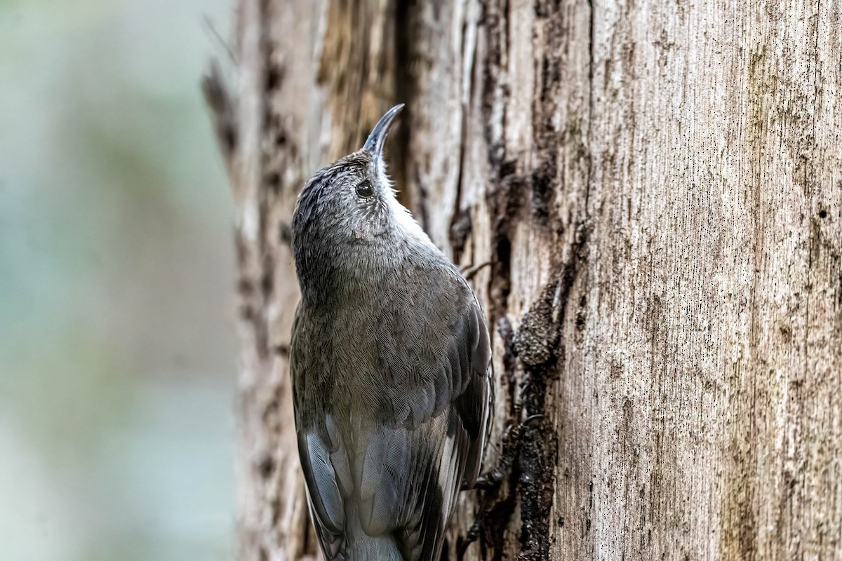 White-throated Treecreeper - ML641832072