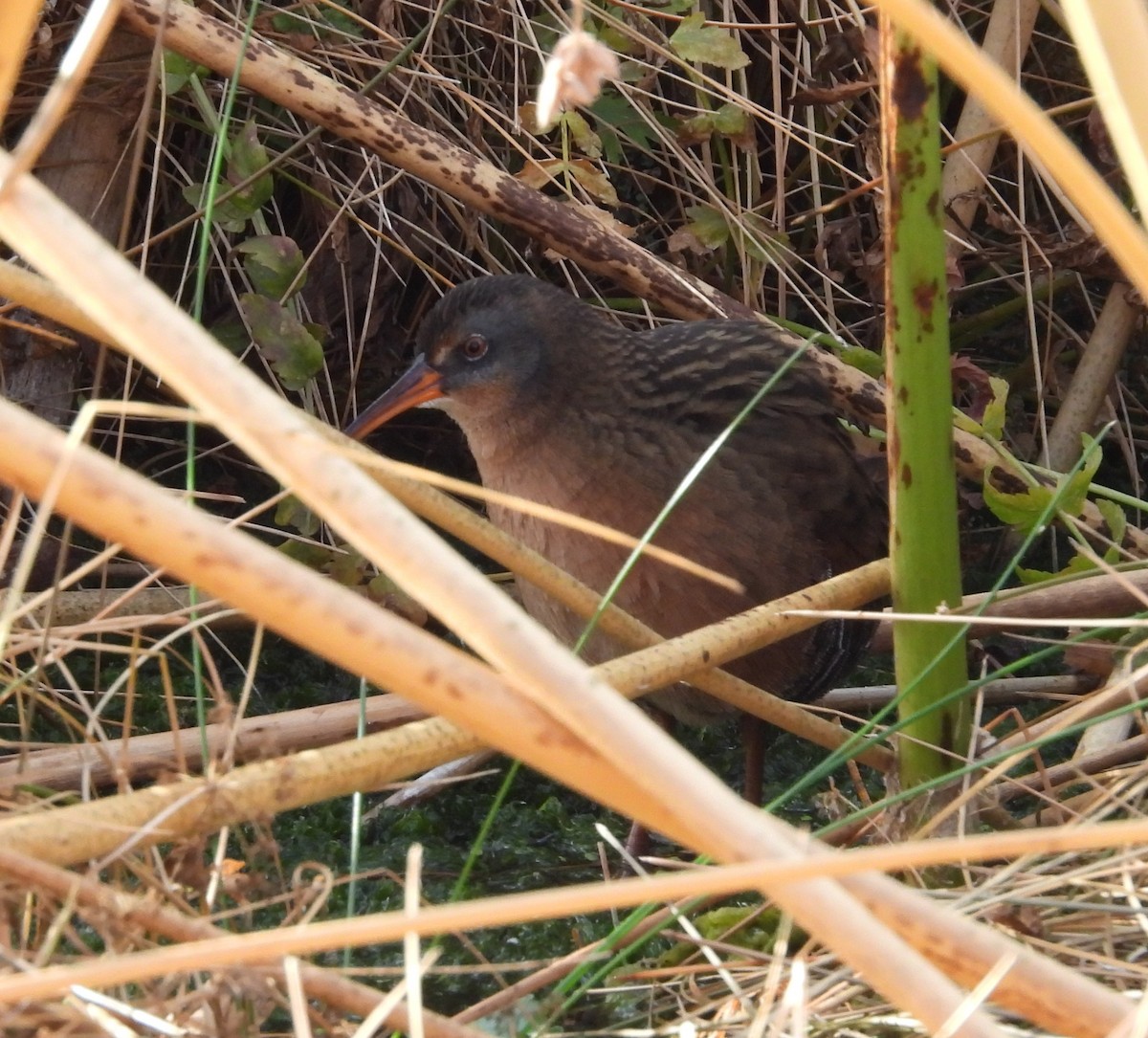 Virginia Rail - ML641832073