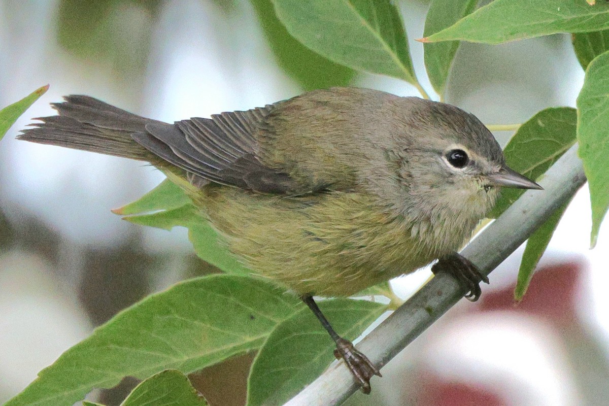 Orange-crowned Warbler - ML641832084