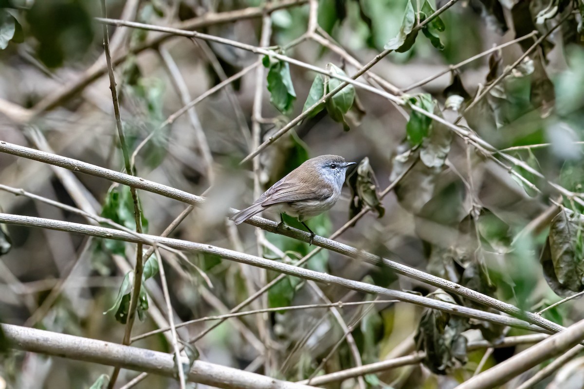 Brown Gerygone - ML641832101