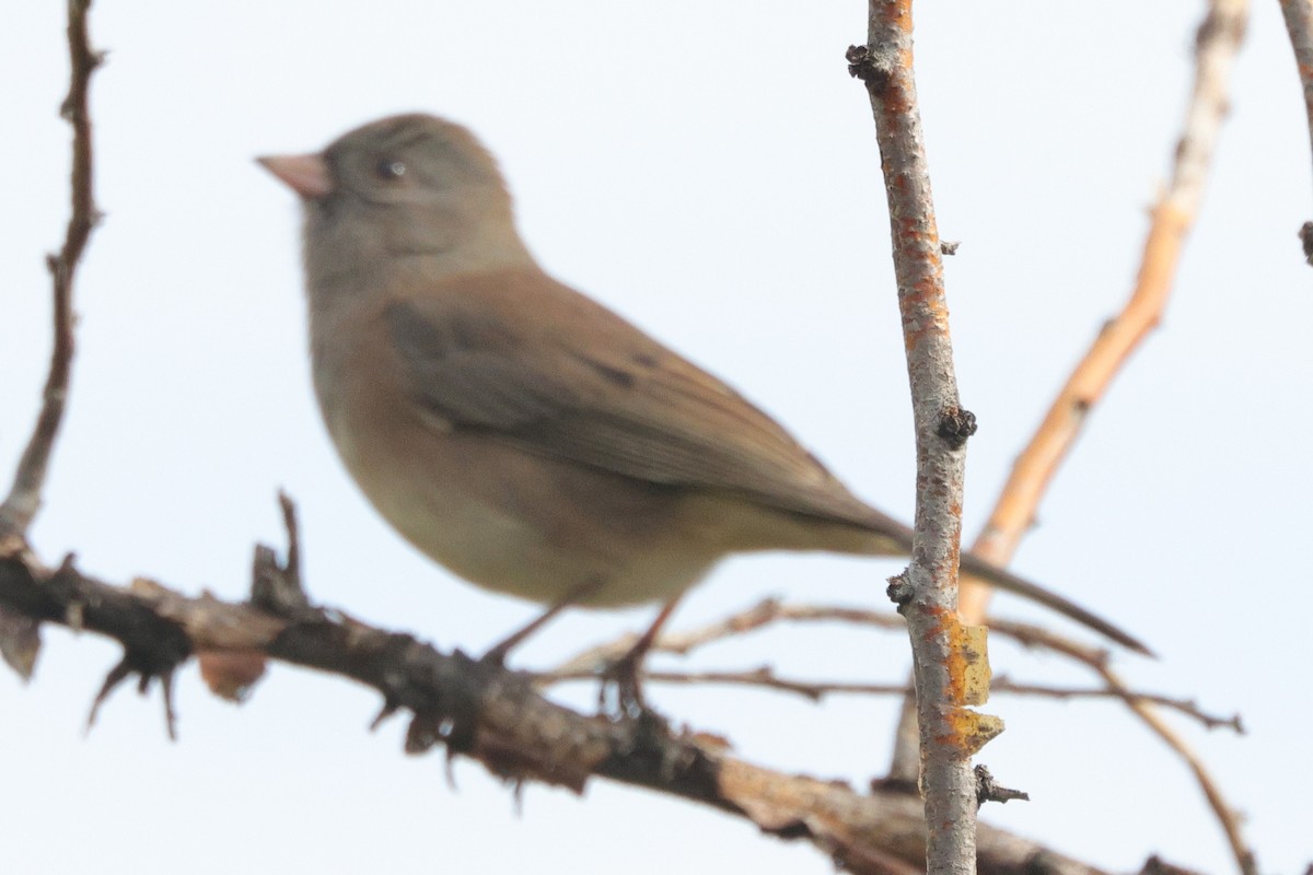 Dark-eyed Junco - ML641832104