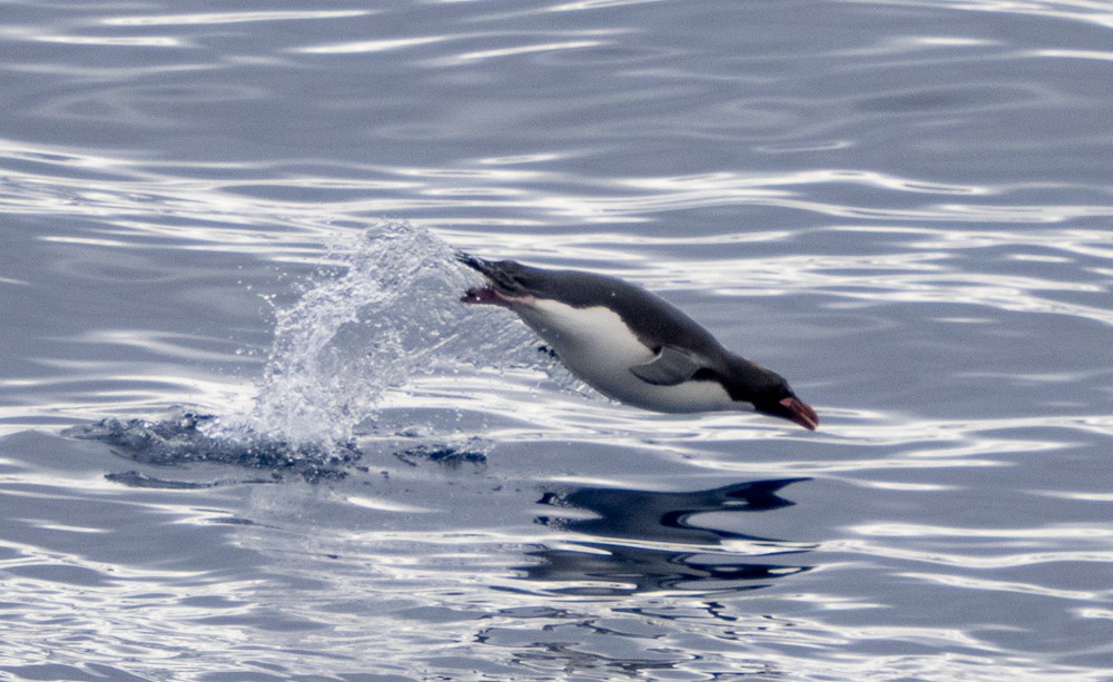 マカロニペンギン - ML641832106