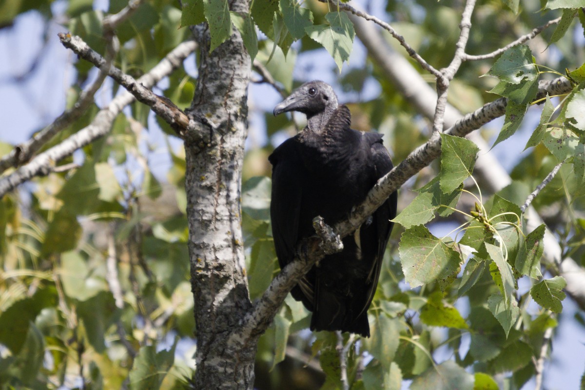 Black Vulture - ML641832115