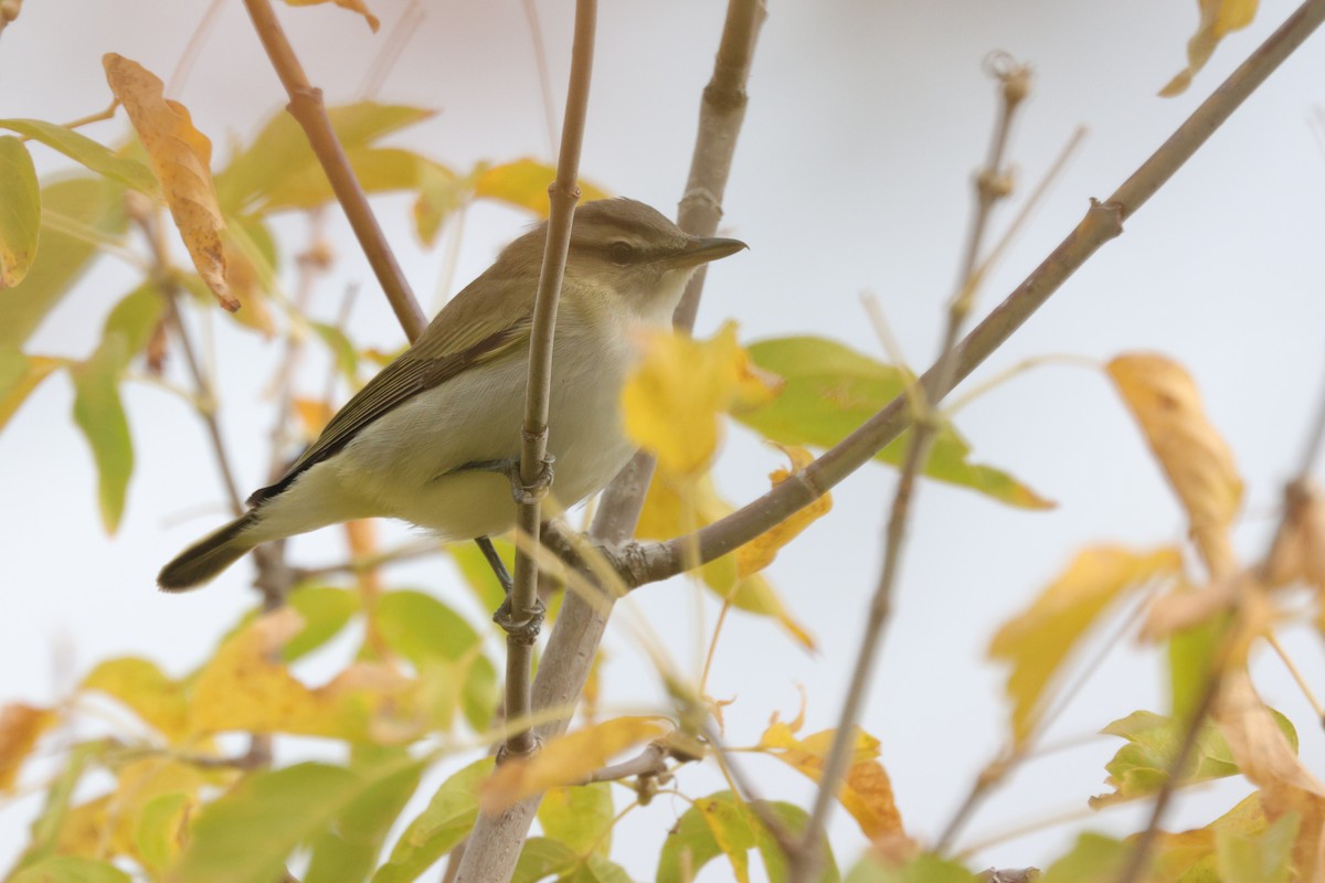 Red-eyed Vireo - ML641832126