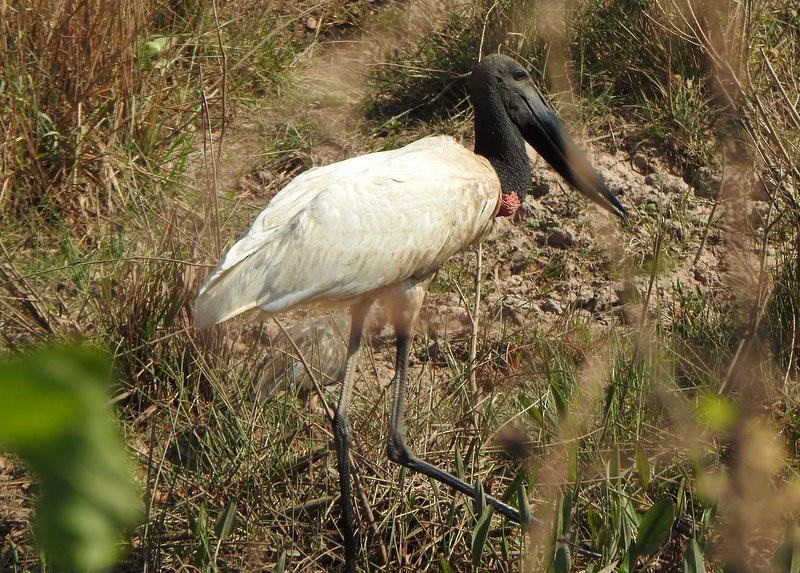 Jabiru - ML641832134