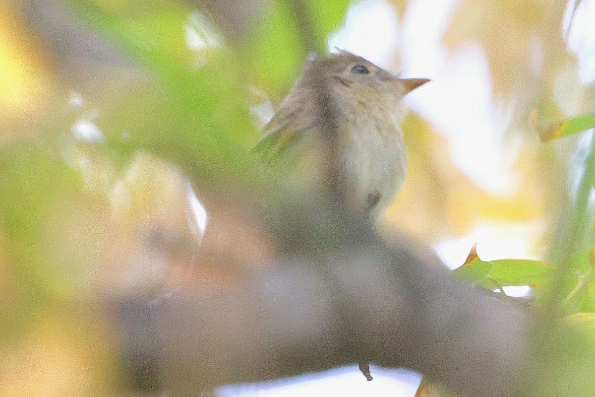 Empidonax sp. - ML641832137