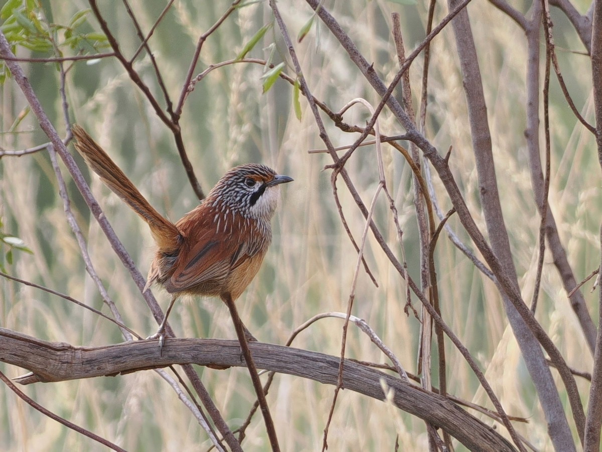 Pilbara Grasswren - ML641832192