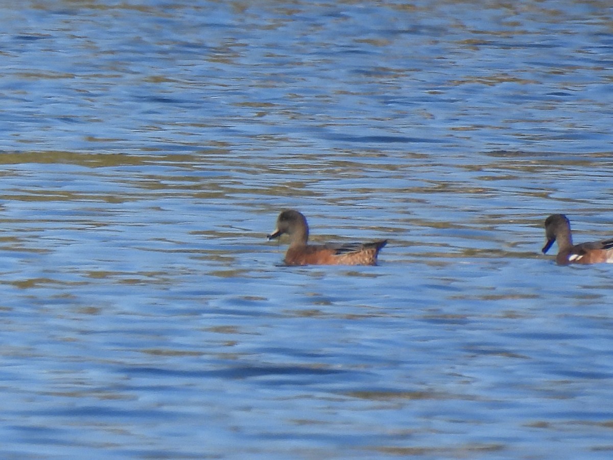 Canard d'Amérique - ML641832193