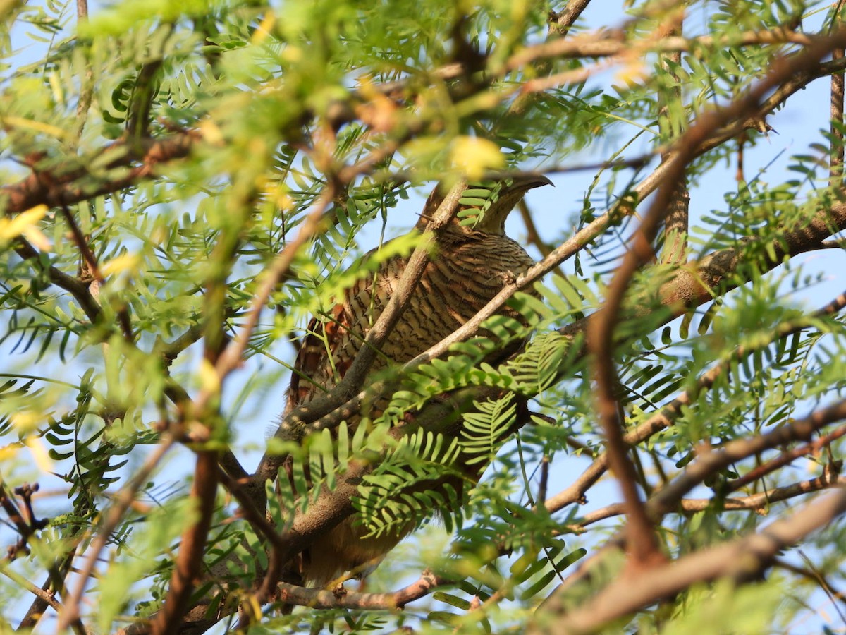 Gray Francolin - ML641832201