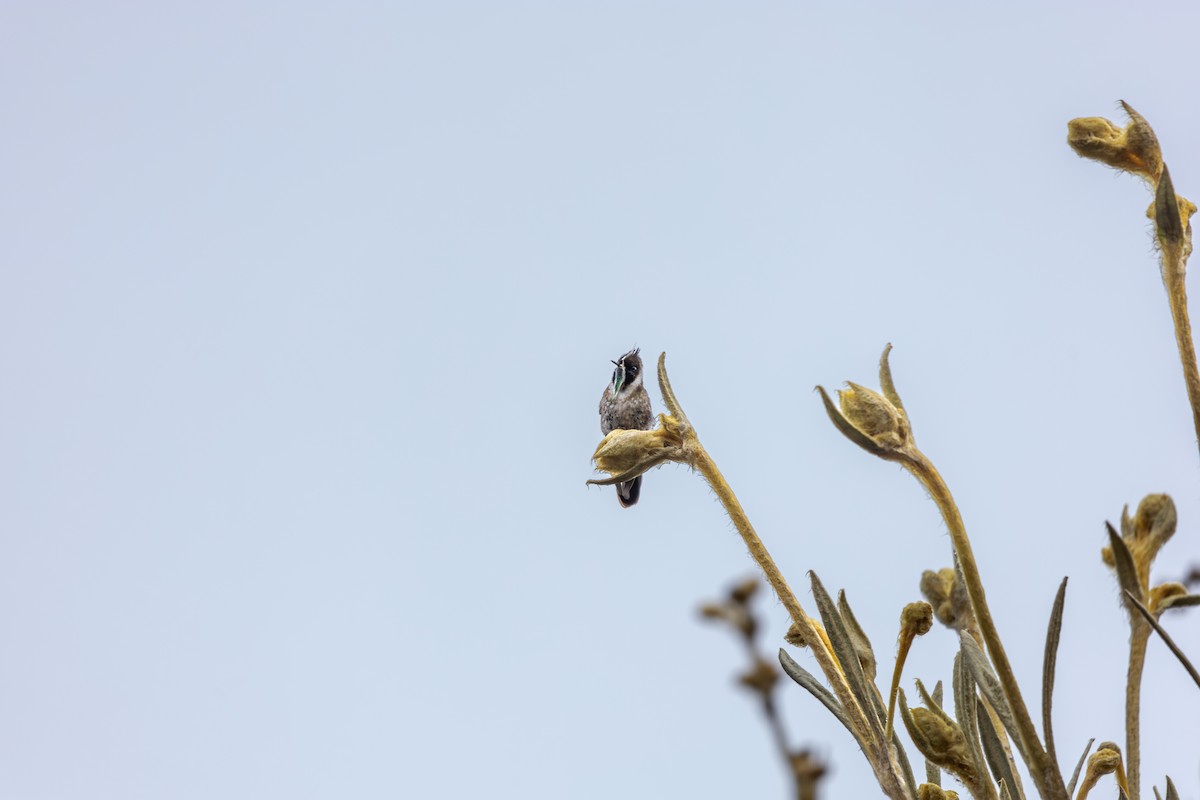Green-bearded Helmetcrest - ML641832228