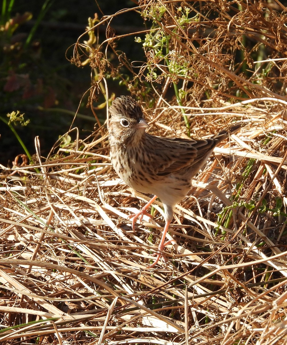 Vesper Sparrow - ML641832233