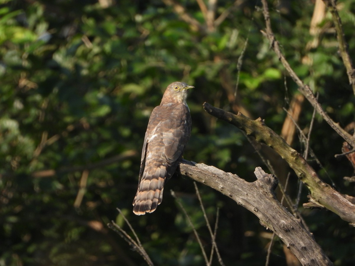 Common Hawk-Cuckoo - ML641832236
