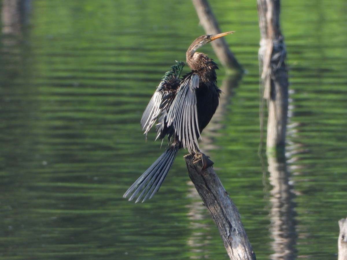 Oriental Darter - ML641832244