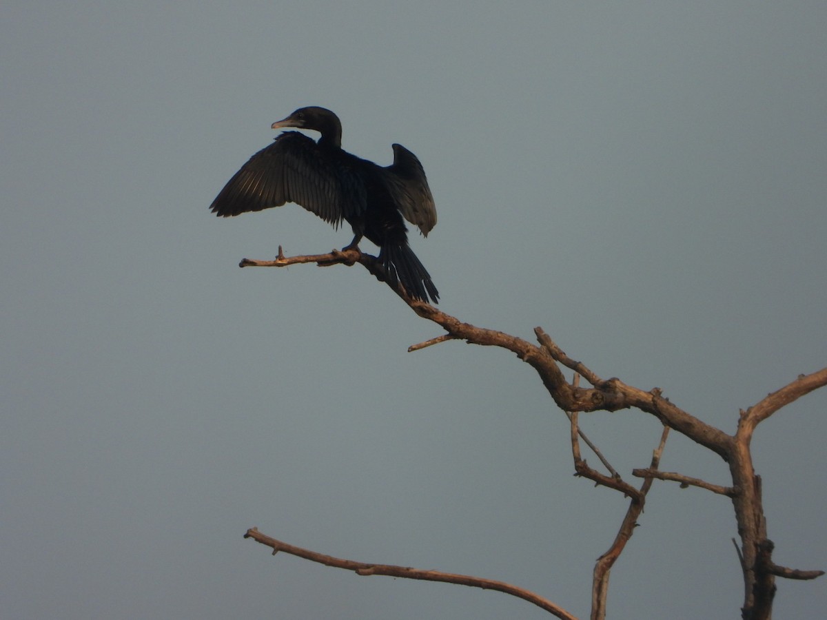 Little Cormorant - ML641832247