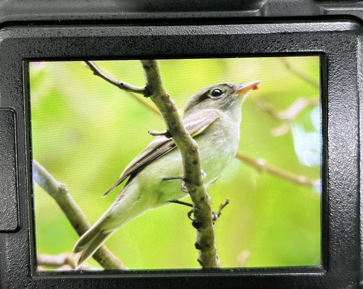 Acadian Flycatcher - ML641832250