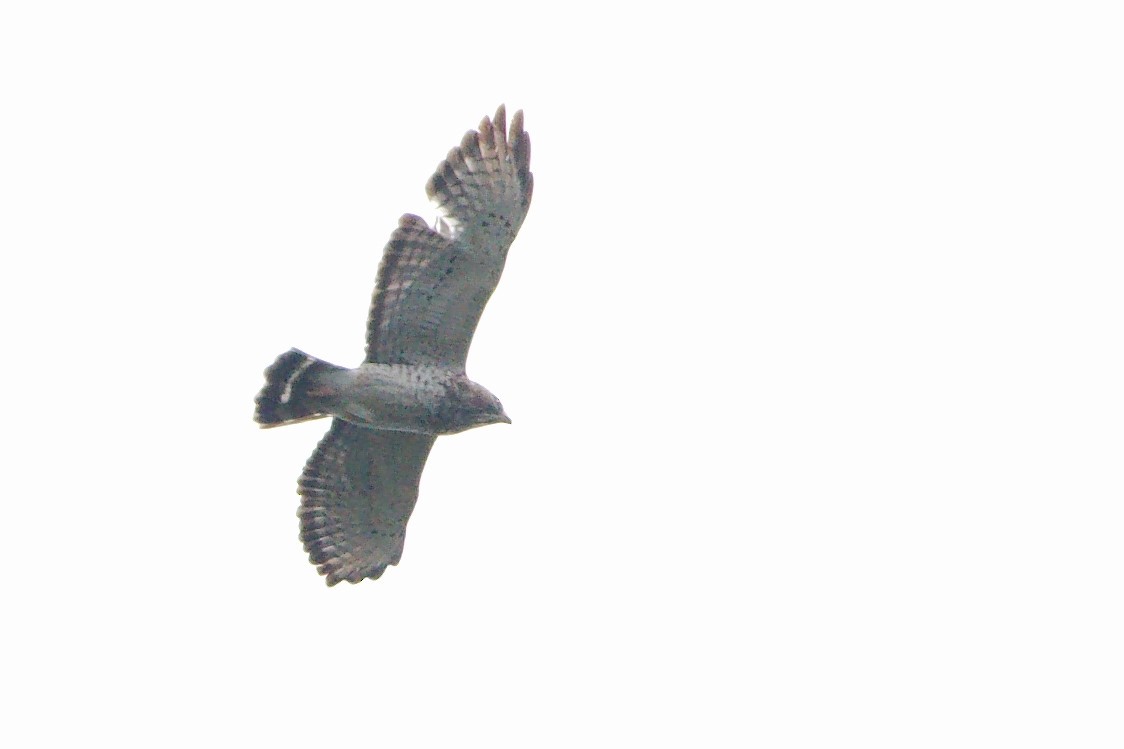Broad-winged Hawk - ML641832326
