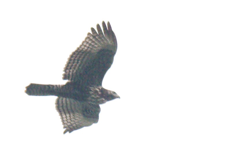 Red-tailed Hawk - ML641832329