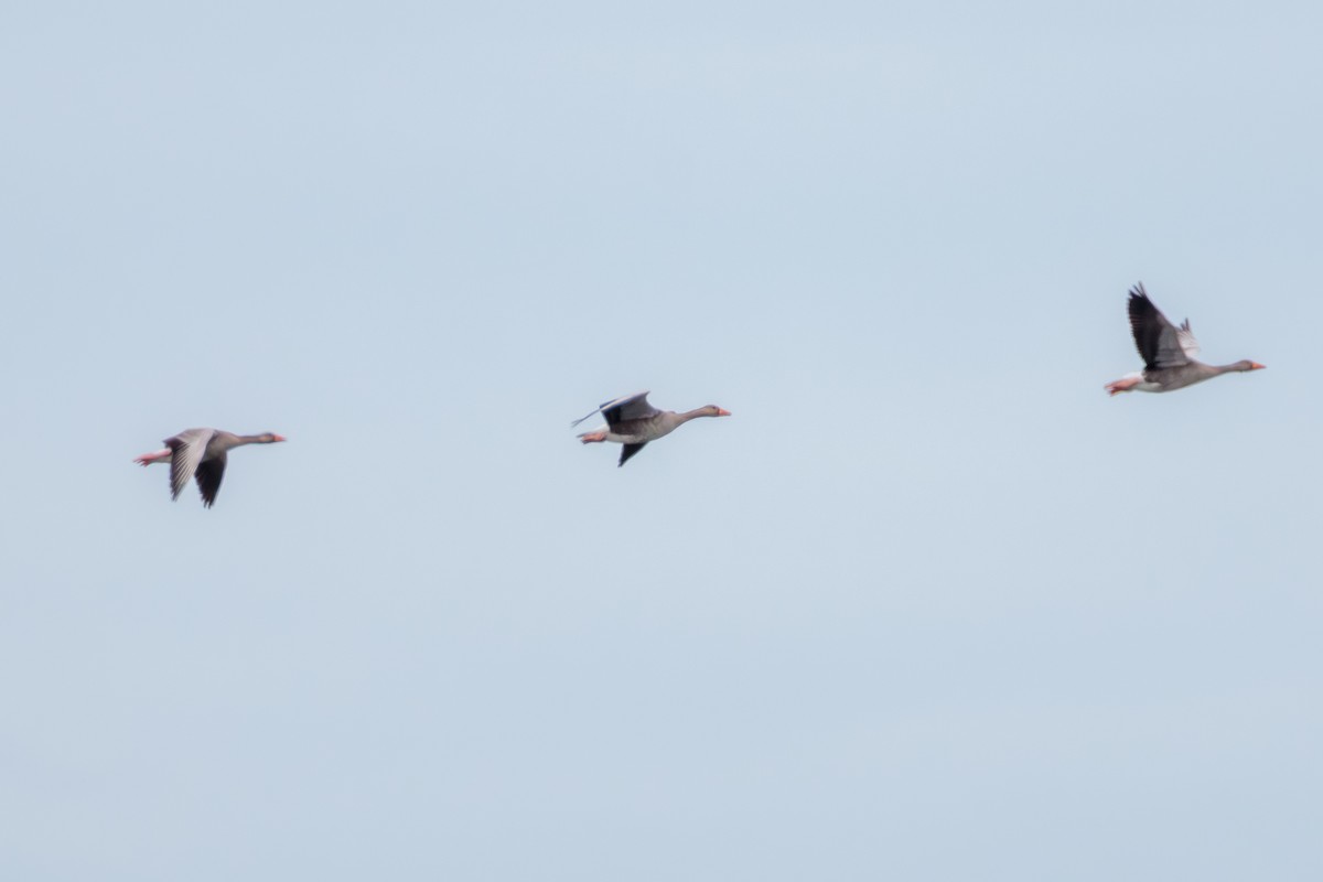 Graylag Goose - ML641832373