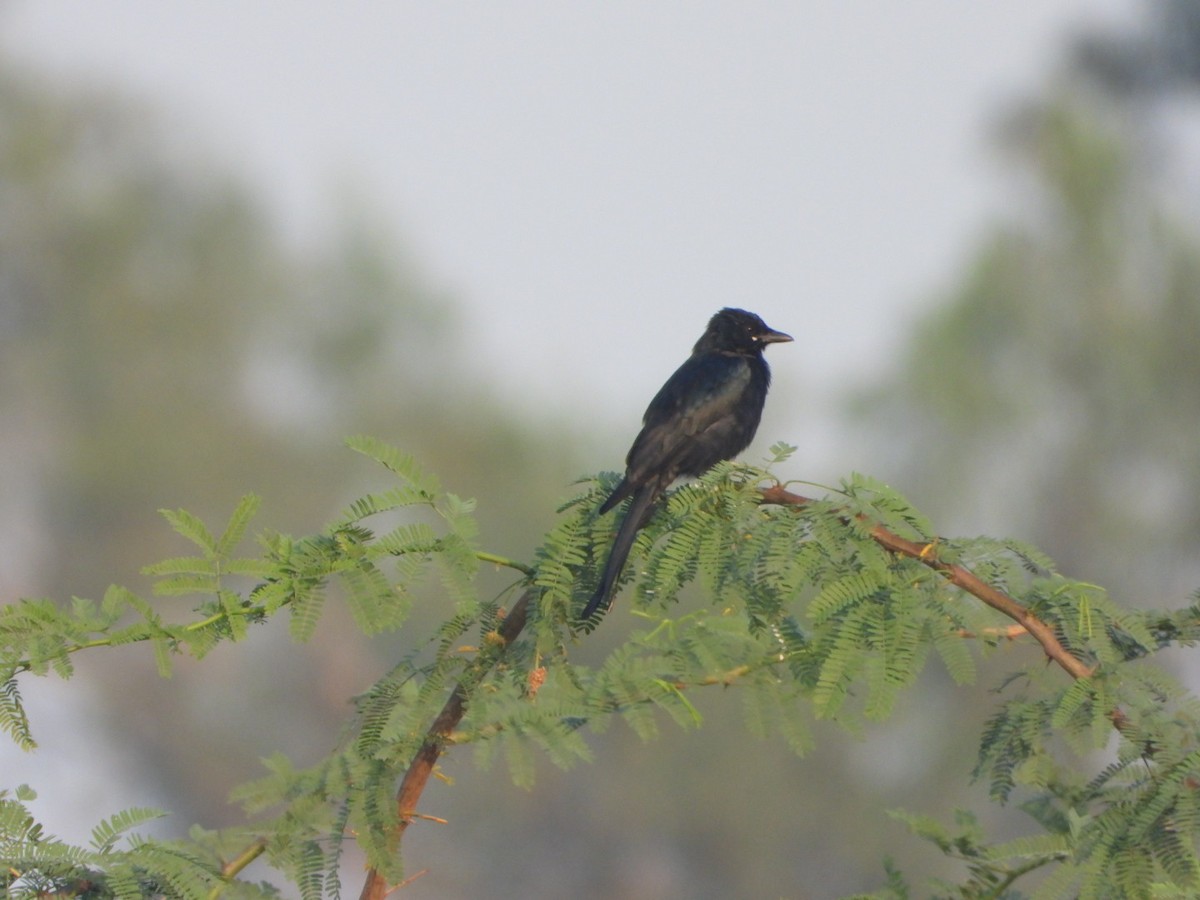 Königsdrongo - ML641832398