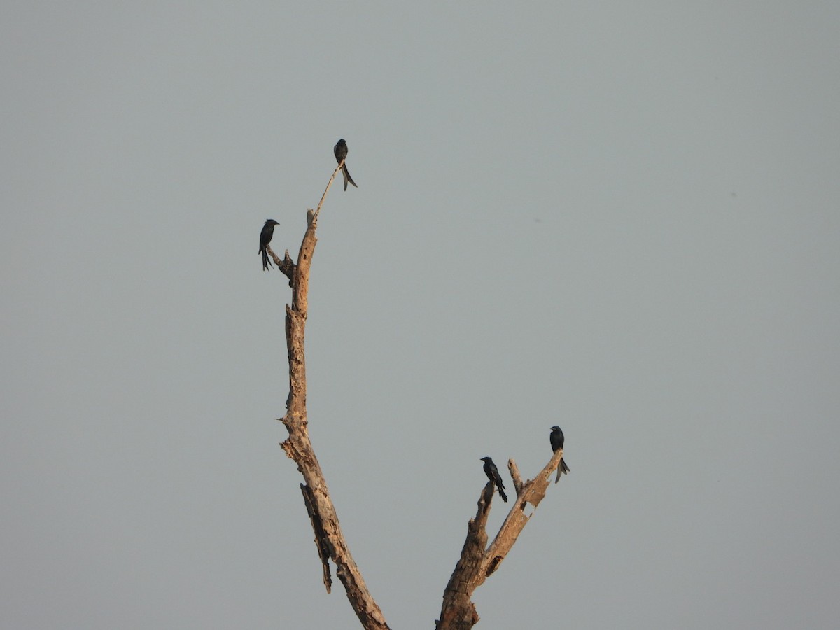 Königsdrongo - ML641832399