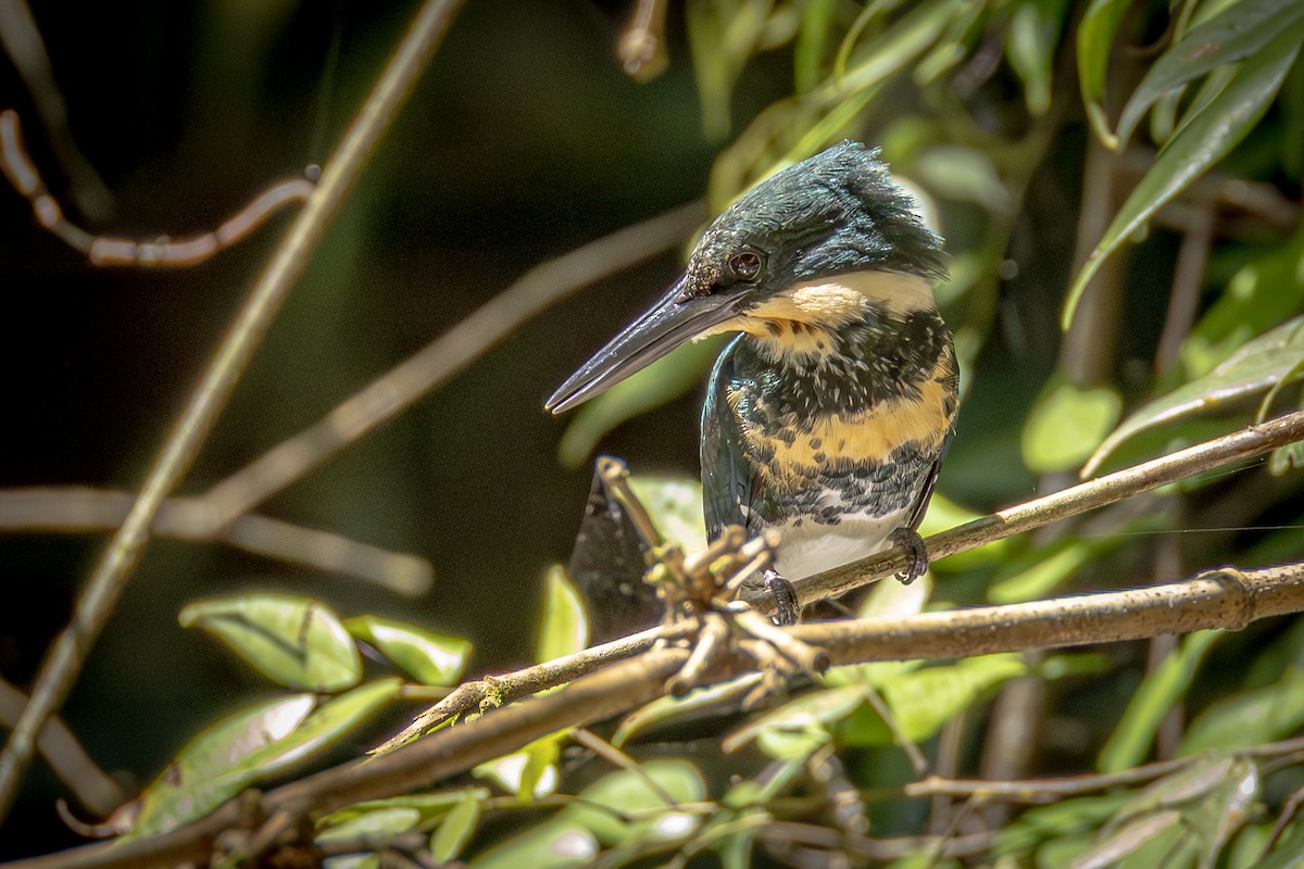 Green Kingfisher - ML641832455