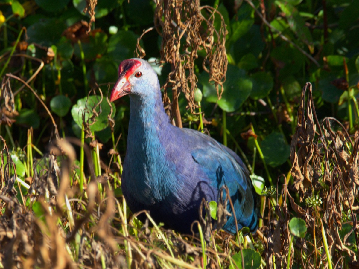 Gray-headed Swamphen - ML641832502