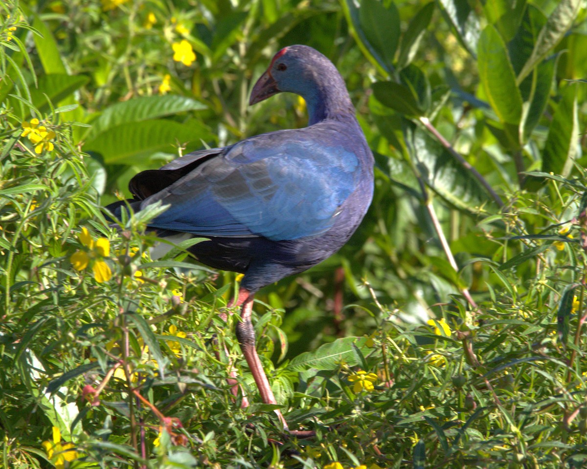 Gray-headed Swamphen - ML641832503