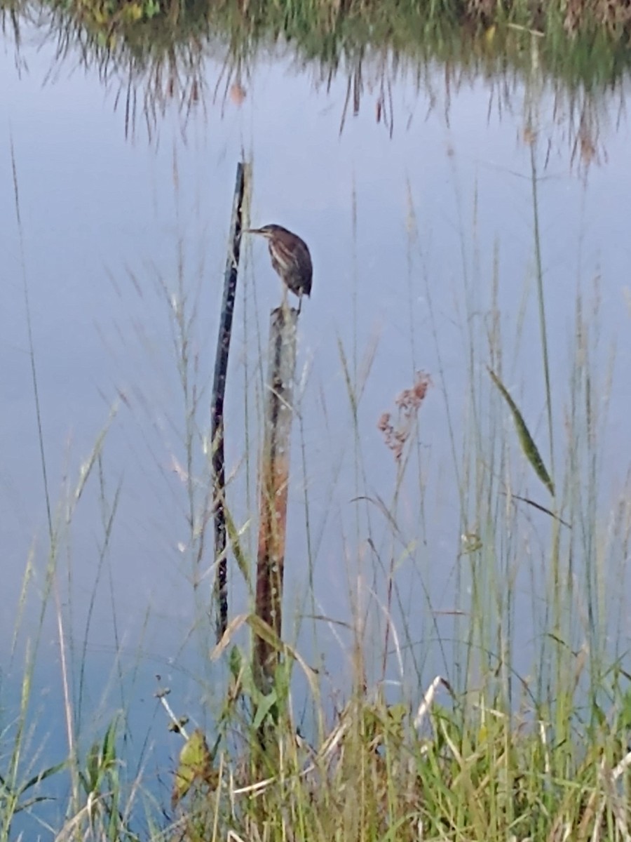 Green Heron - ML641832508