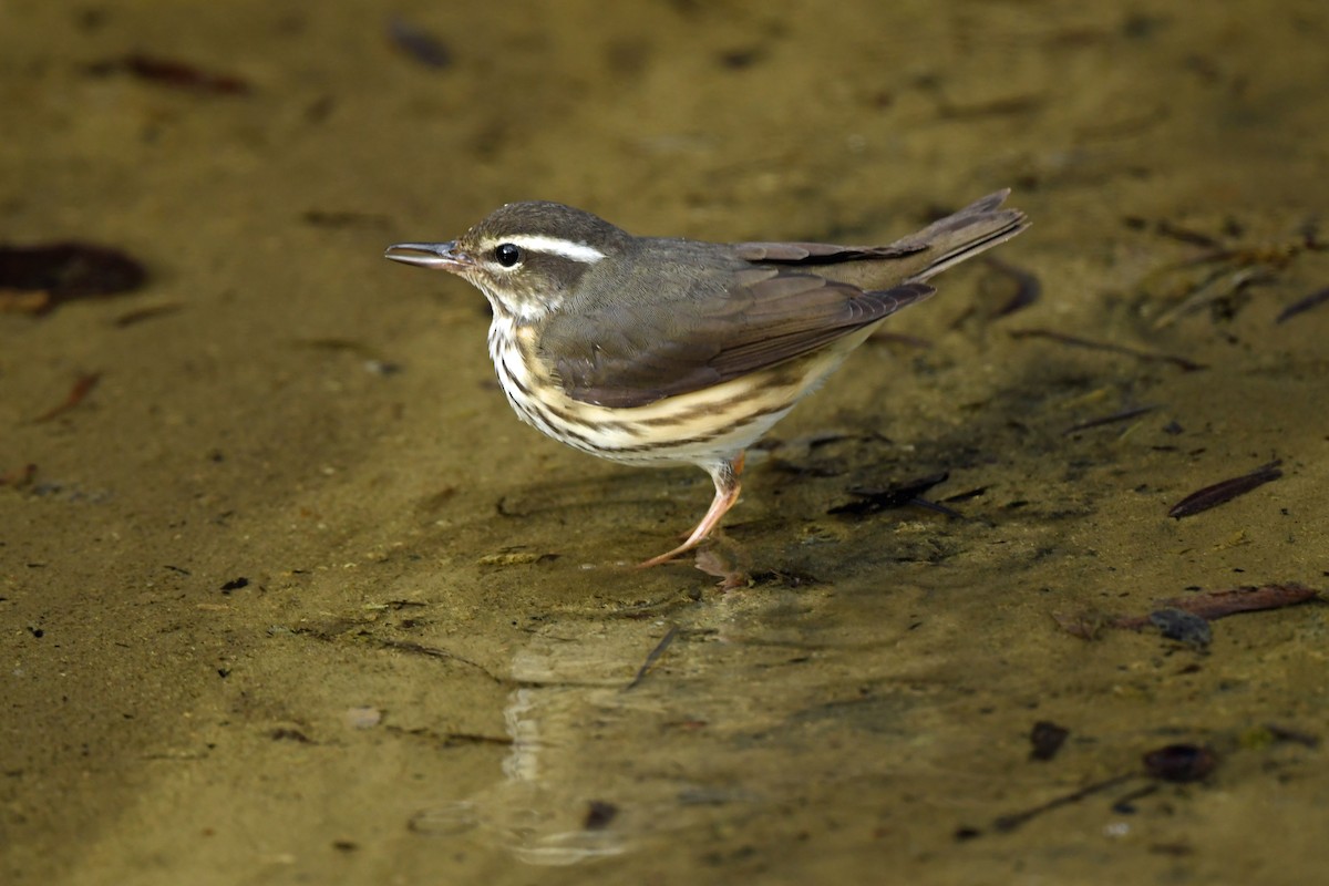 Louisiana Waterthrush - ML641832519