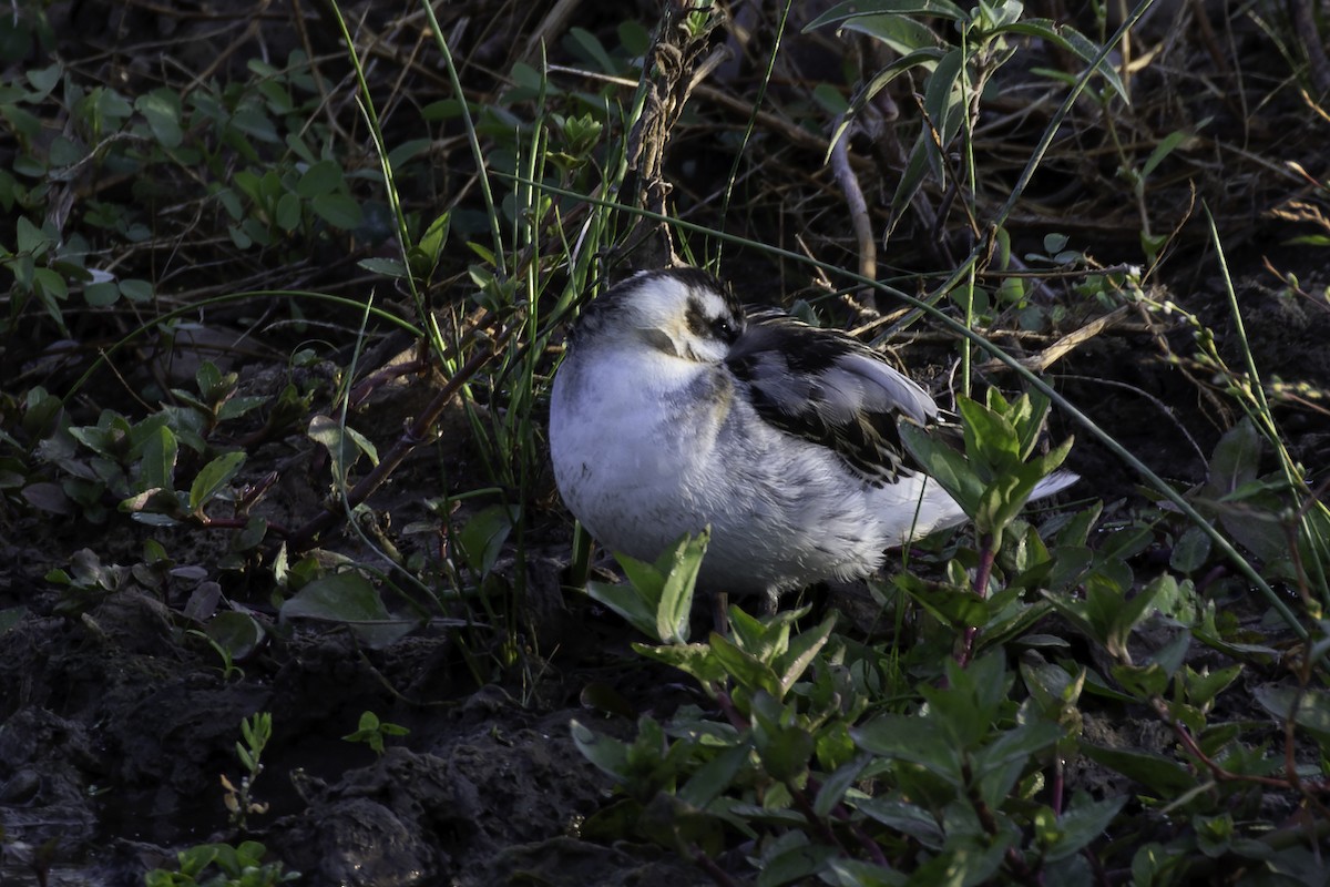 Red Phalarope - ML641832521