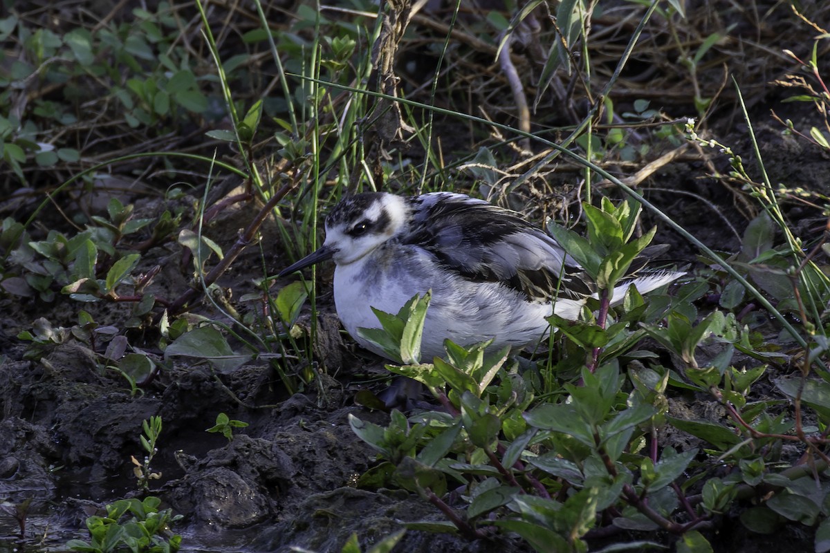 Red Phalarope - ML641832523