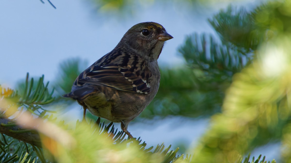 Golden-crowned Sparrow - ML641832572