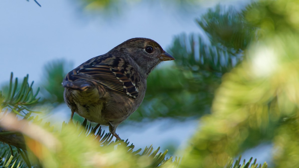Golden-crowned Sparrow - ML641832573
