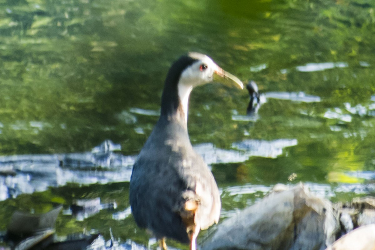 White-breasted Waterhen - ML641832603