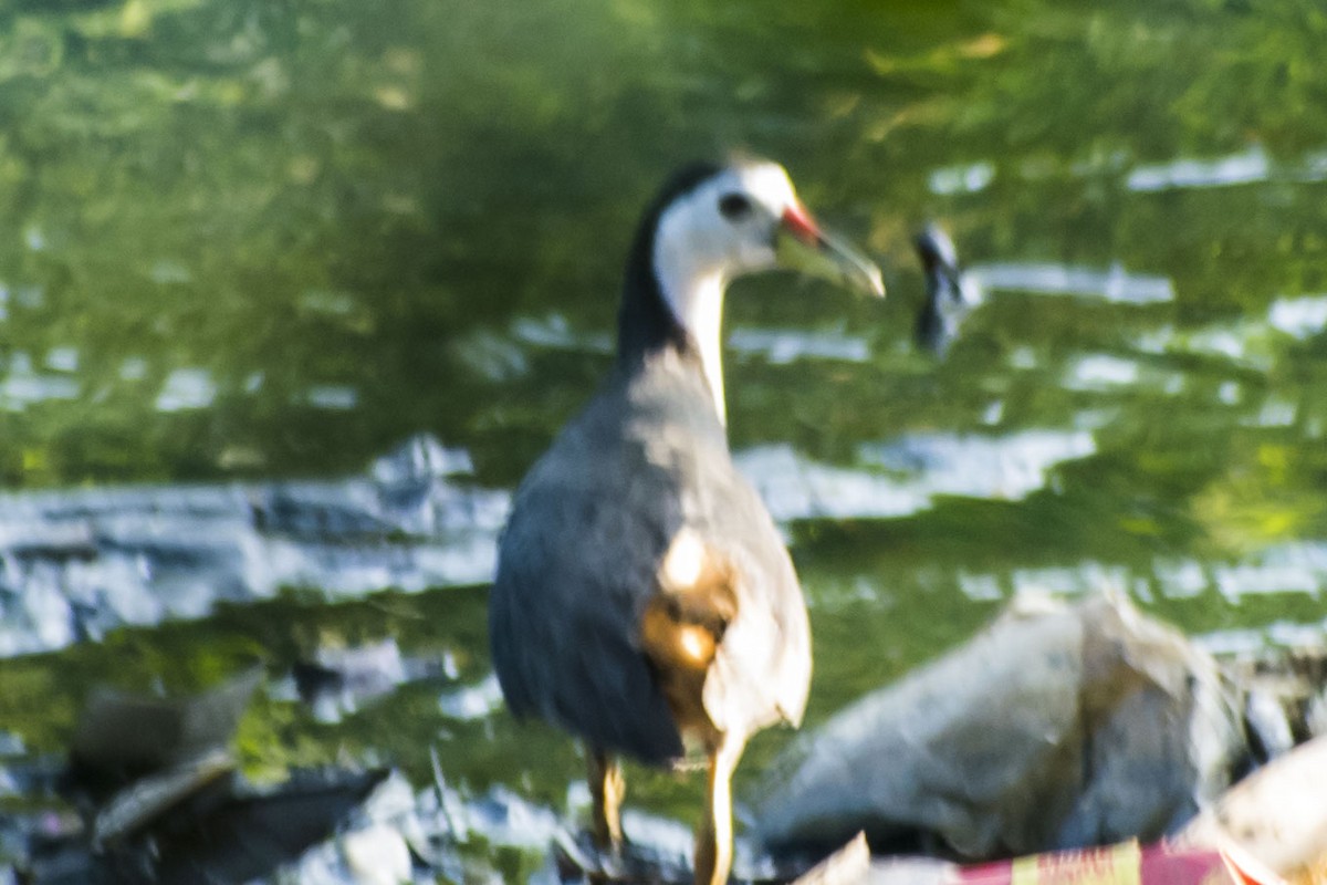 White-breasted Waterhen - ML641832604
