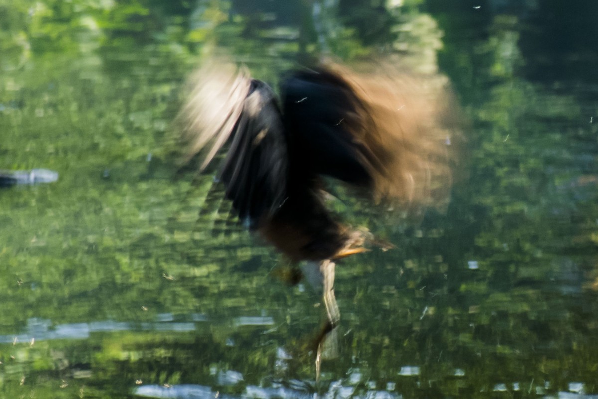 White-breasted Waterhen - ML641832605