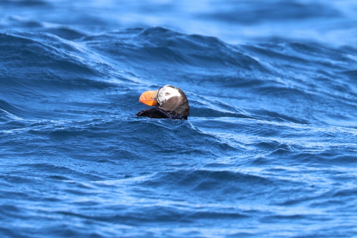 Tufted Puffin - ML641832608